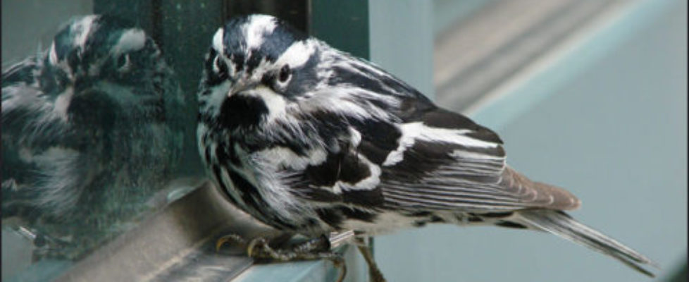 BWWA-windows-allaboutbirds