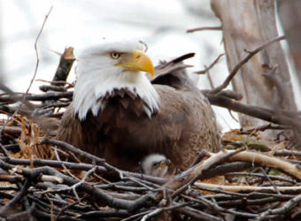 Bald eagle and young. Photo: Steve Sachs.