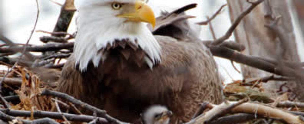 Bald eagle and young. Photo: Steve Sachs.