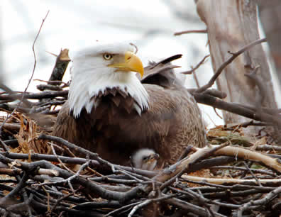 Bald eagle and young. Photo: Steve Sachs.