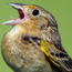 Grasshooper-Sparrow-@Kevin-Bolton-head