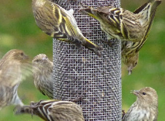 Pine Siskins Photo: Brownstone Birding