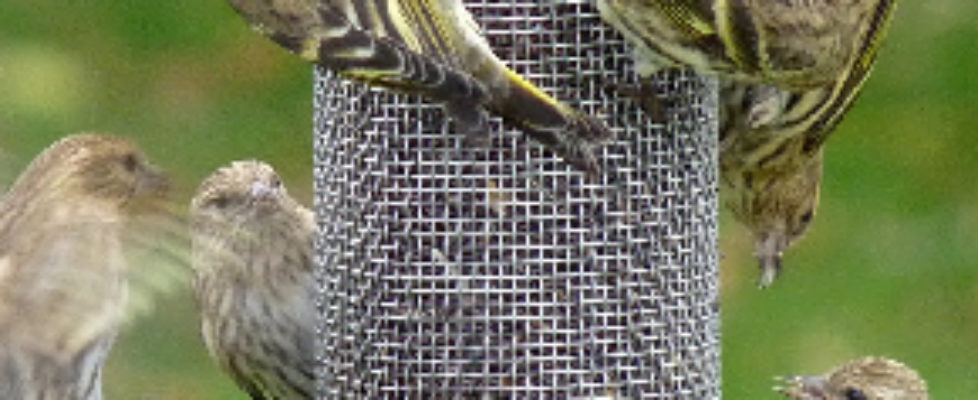 Pine Siskins Photo: Brownstone Birding