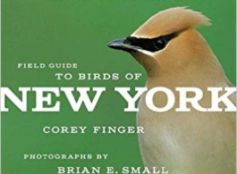 Birds-of-NY-cover-crop