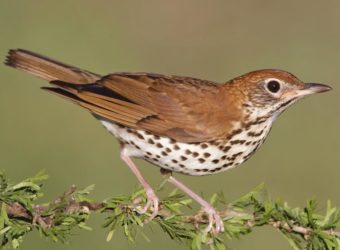 Wood Thrush