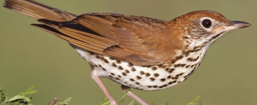 Wood Thrush