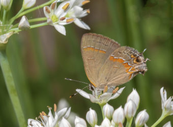 Red-banded Hairstreak at Pruyn Gardens 8-31-19 Peter Post