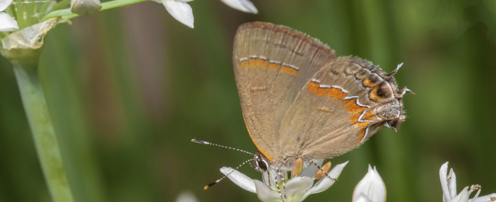 Red-banded Hairstreak at Pruyn Gardens 8-31-19 Peter Post