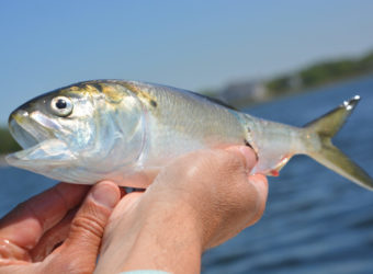 menhaden