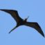 Frigatebird-allaboutbirds.org