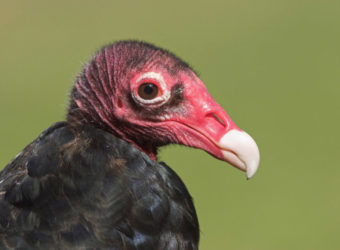 Turkey Vulture