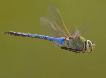 Green-Darner-Mark-Chappell