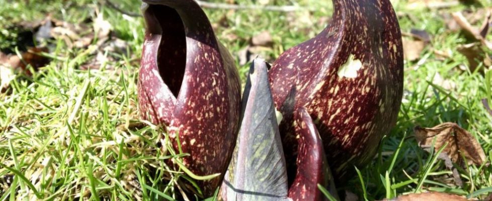 Skunk-Cabbage-seashoretoforestfloor-com