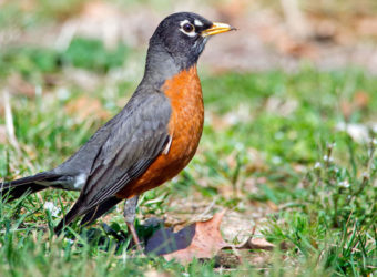 web_h_americanrobin_03-16-2016-110-adult-male