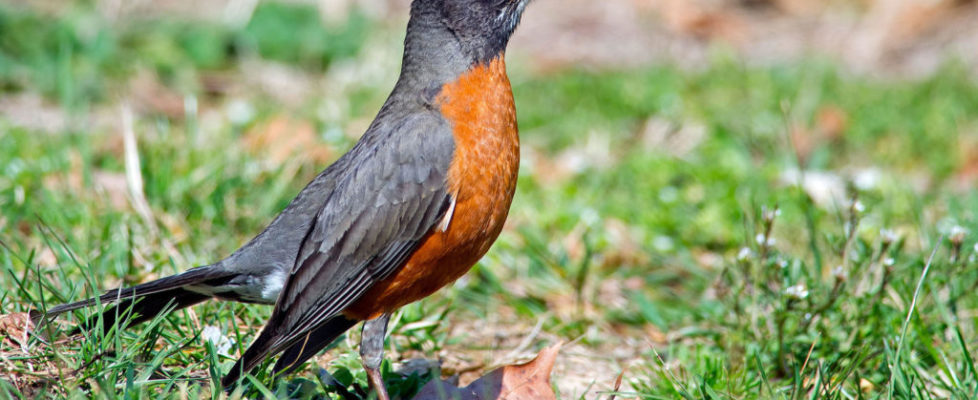 web_h_americanrobin_03-16-2016-110-adult-male