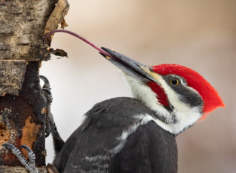 Pileated-Tongue