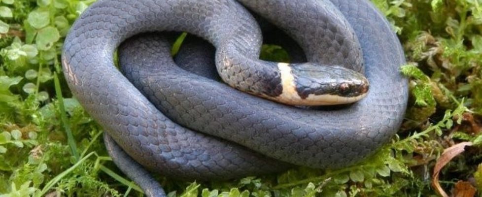 ring-necked-snake-newyorkupstate-com