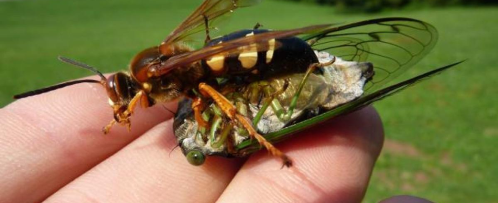 cicada-killer