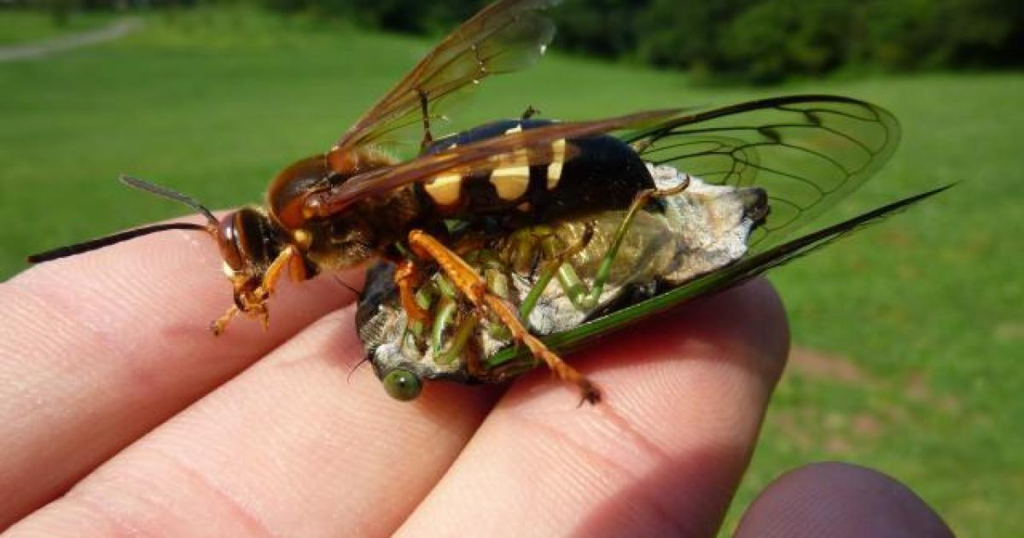 Police Say A Cicada Is Responsible For A Car Crash In Ohio