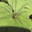 Eastern-Harvestman