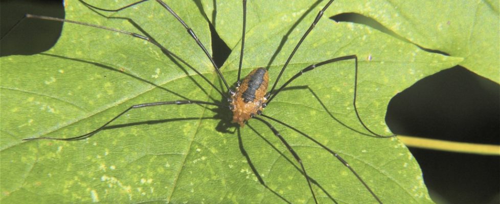 Eastern-Harvestman