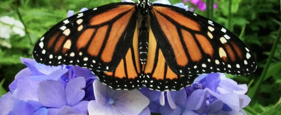 monarch