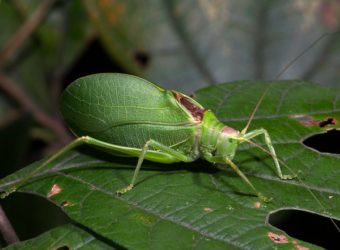 Katydid