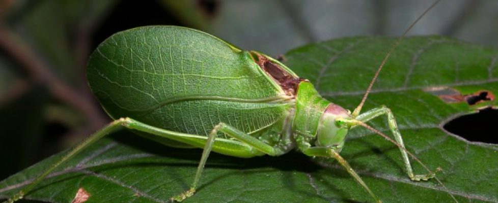 Katydid