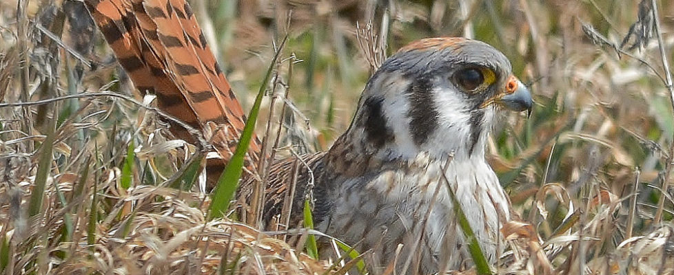 AmericanKestrel-JeffSeneca