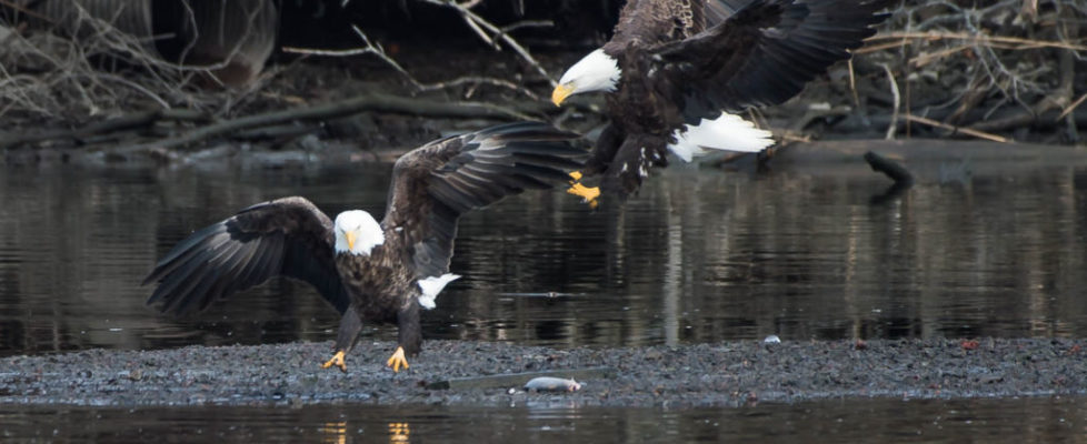 20180226-eagle-pair-with-fish-charles-point-_-2