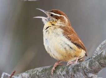 Carolina Wren