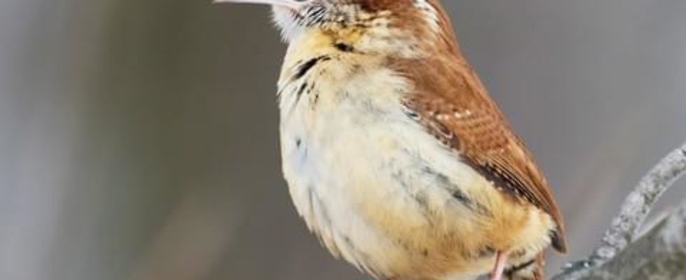 Carolina Wren