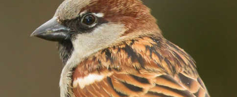 House Sparrow
