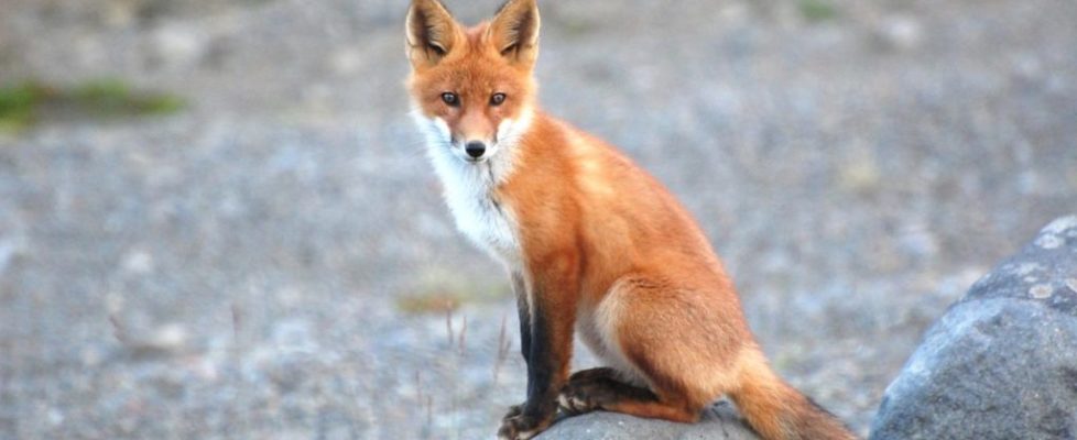 Red-Fox-USFWS