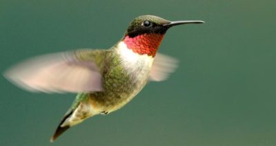 Ruby-throated Hummingbird