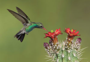Broad-billed hummingbird (male) in Arizona. [click image for more Arizona butterflies and photo credit.]