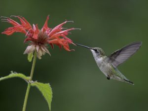 Female Ruby-throated Hummingbird on Scarlet Bee-Balm, Monarda didyma. From: https://www.allaboutbirds.org/guide/Ruby-throated_Hummingbird/id