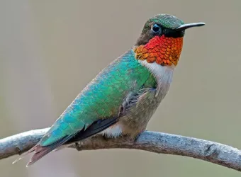 ruby-throated-hummingbird-perched