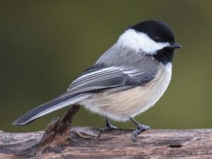 Black-capped Chickadee. Photo: www.allaboutbirds.org