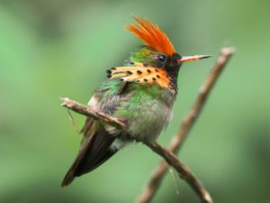 Tufted Coquette. Photo: ebird.org