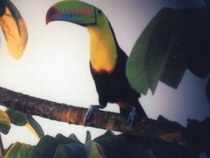 Keel-billed Toucan. Photo Joe Wallace