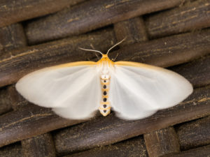 Delicate Cycnia. Photo: John Rinker. Maryland Biodiversity Project.