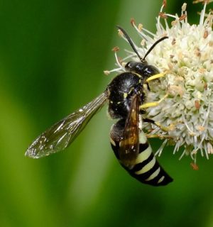 Four-banded Stink Bug Wasp.