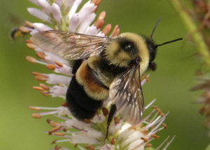 Rusty-Patched Bumblebee