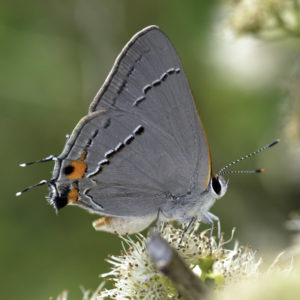 Gray Hairstreak