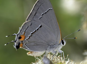 Strymon-melinus-photo-Gray-Hairstreak-NABA-