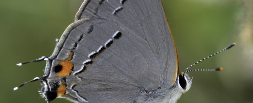 Strymon-melinus-photo-Gray-Hairstreak-NABA-