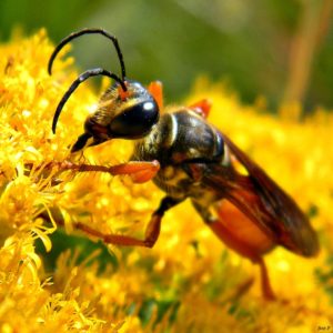 Golden Digger Wasp. US Fish & Wildlife Service.