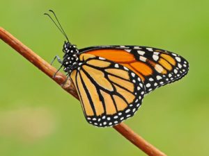 Monarch Butterfly. www.butterfly-conservation.org