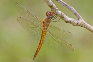 Glob-Skimmer Wandering Glider (Globe Skimmer)
